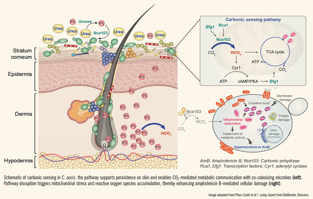 Diagram of carbonic sensing in Candida auris on human skin and its relationship to amphotericin B resistance